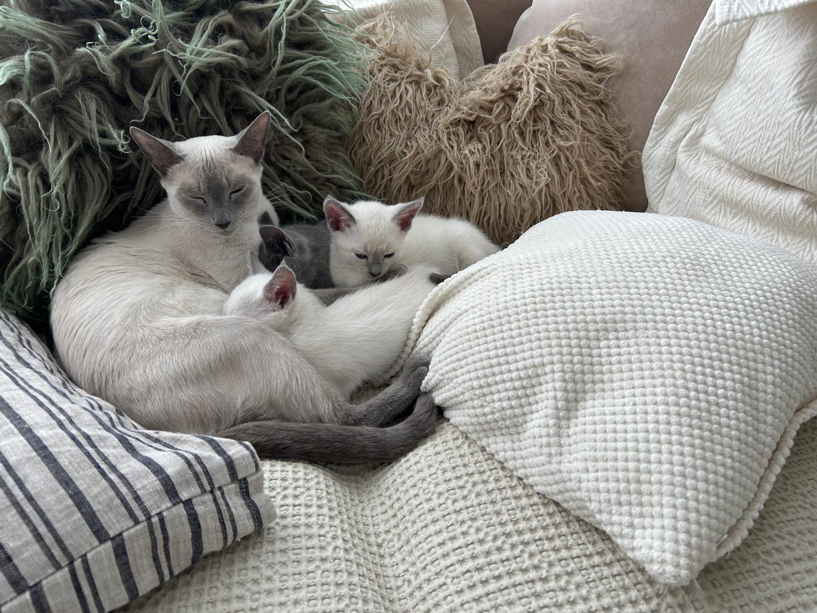 Muttertier mit Russisch Blau Pointed Kitten auf dem Sofa