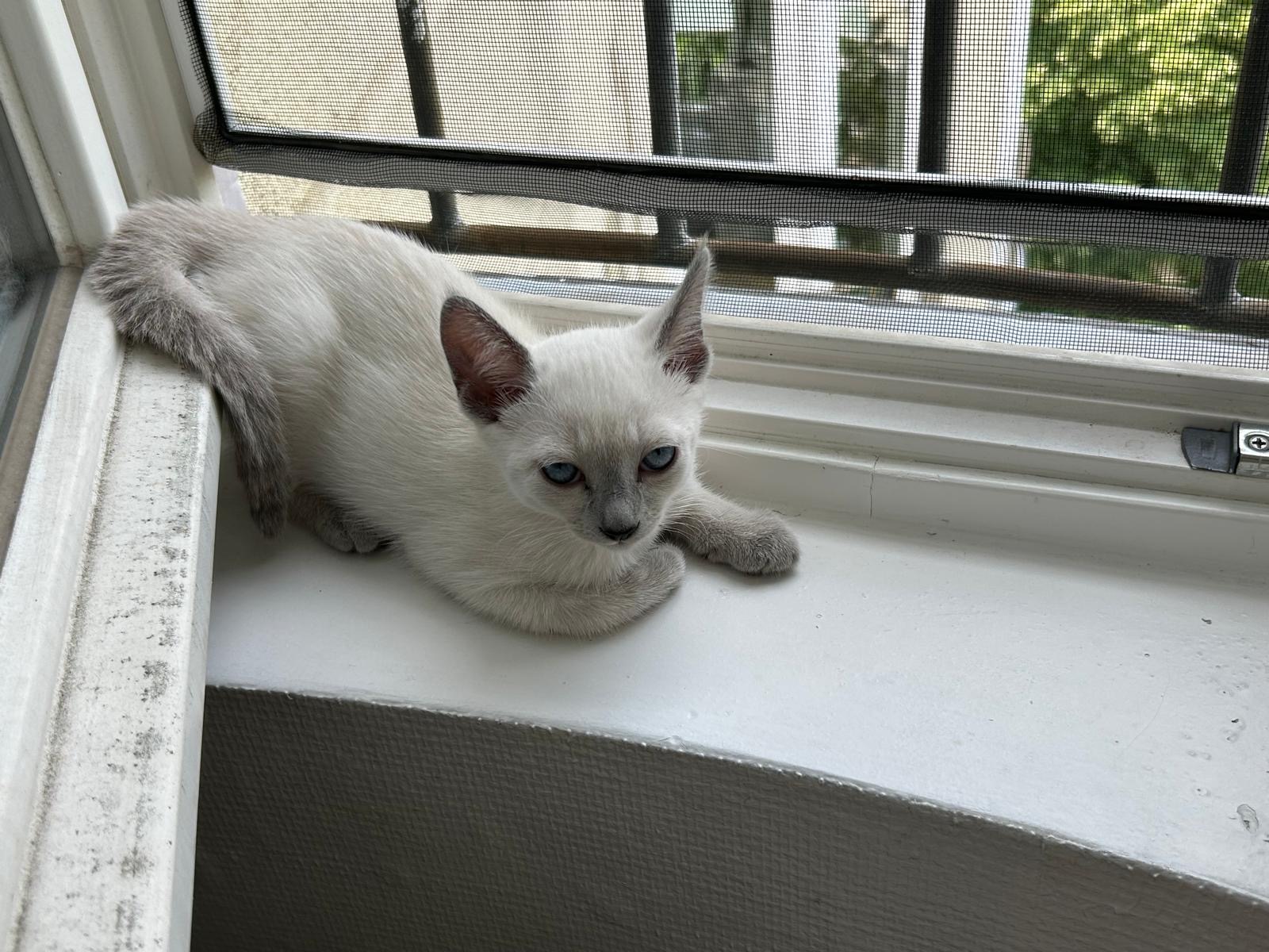 Galina – Russisch Blau Pointed Kitten