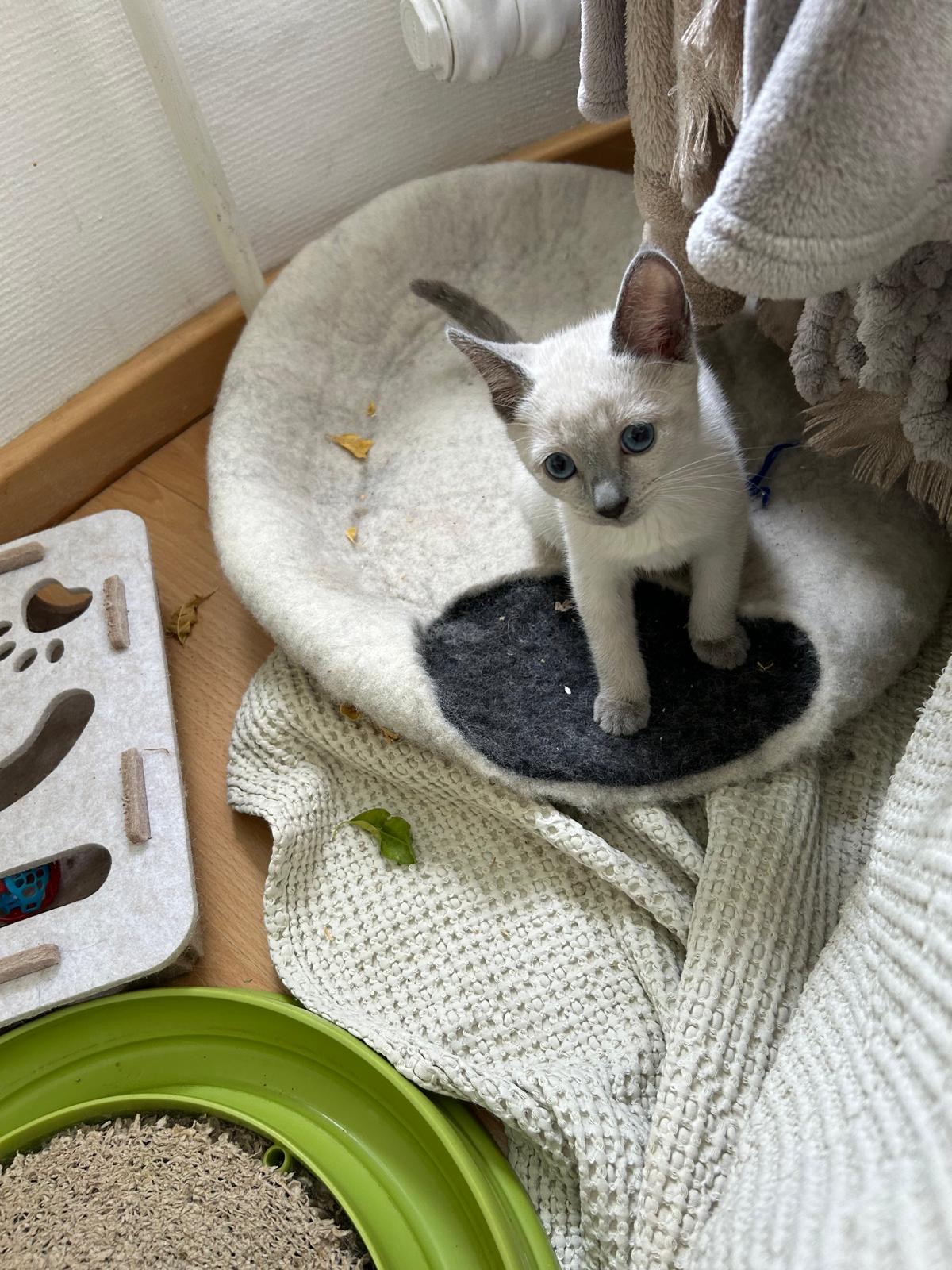 Grigori – Russisch Blau Pointed Kitten