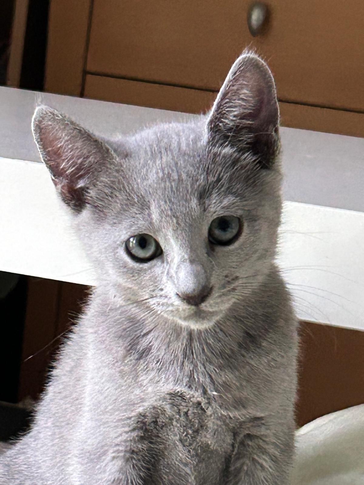 Grisha – Russisch Blau Pointed Kitten